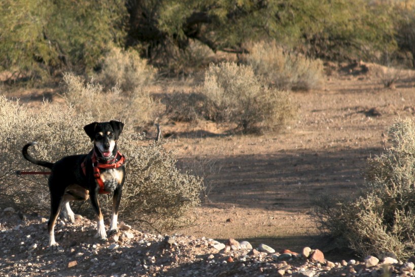 Lilly, waiting for me