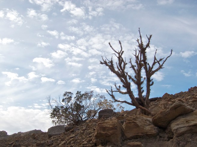 Cactus resting neat the top