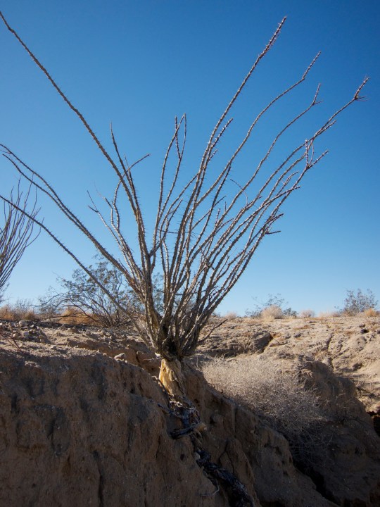 Desert flora eventually succumbs to erosion as well