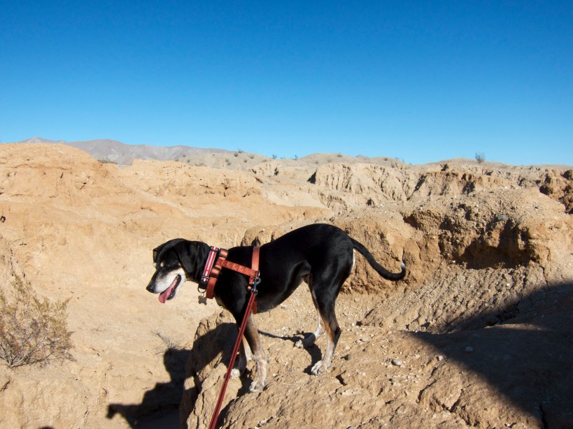Lilly loves to climb
