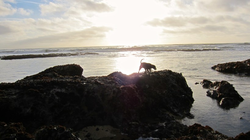 Lilly inspecting a rock formations only accessible during low tide 