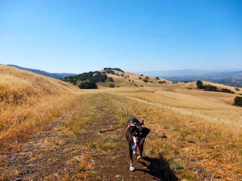 Lilly waiting for me