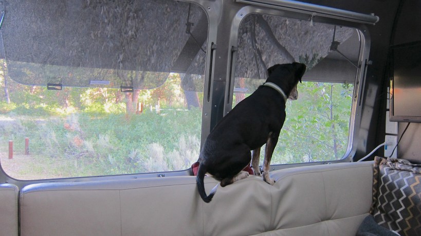 Lilly, watching squirrels