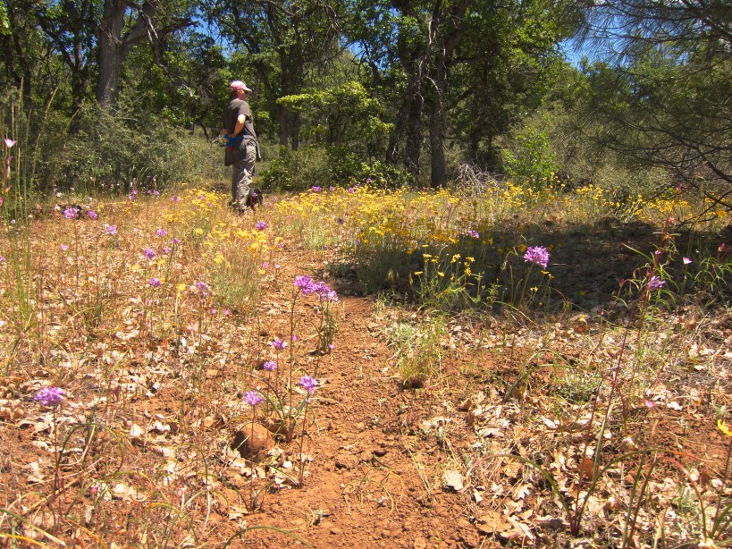 Wild flowers in bloom along the Pacific Crest Trail