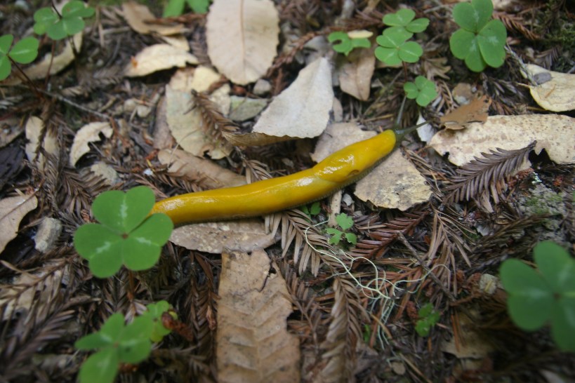 A giant banana slug - very common on the park