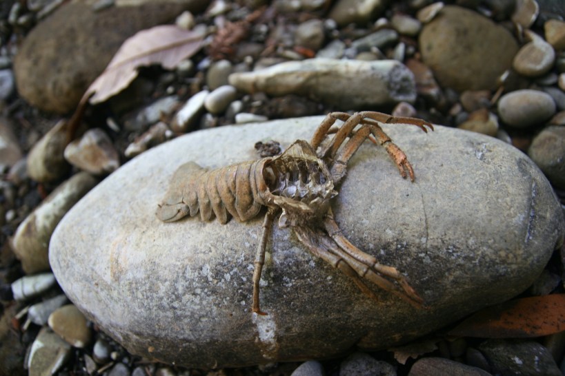 This guy has seen better days