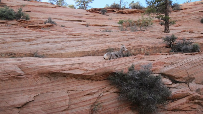Mountain goat relaxing above