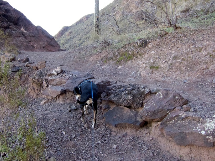 Lilly leading the way