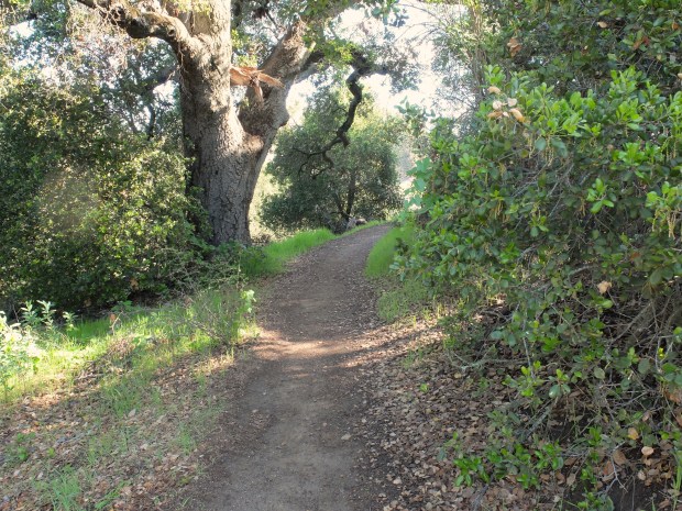 A few sections of tree overgrowth