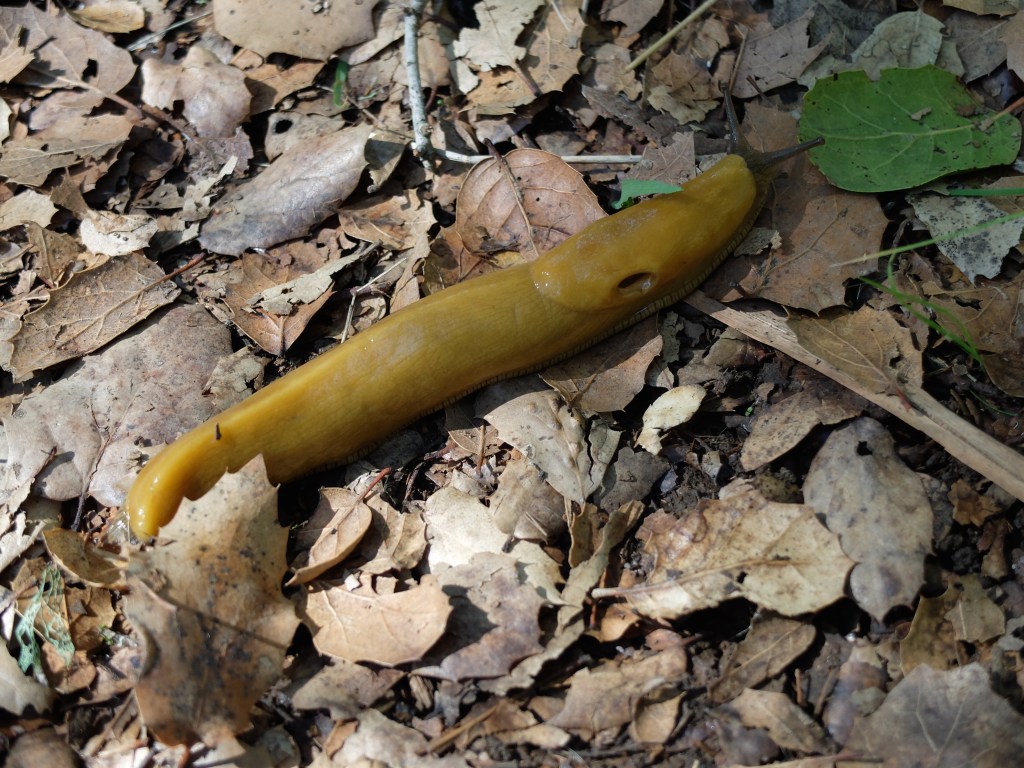 Banana slug on its way
