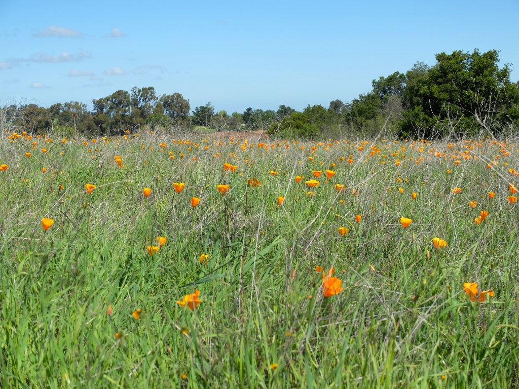 Wild flowers blooming
