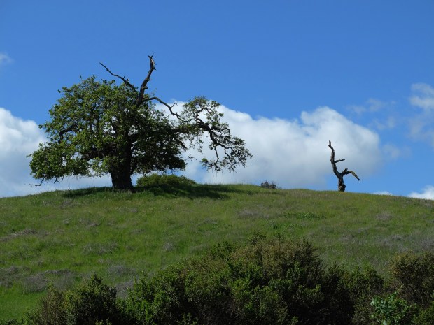 Big Tree & little tree