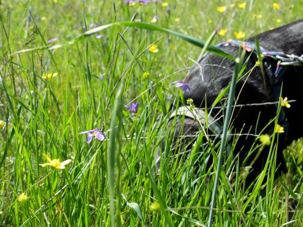 Heads down into something