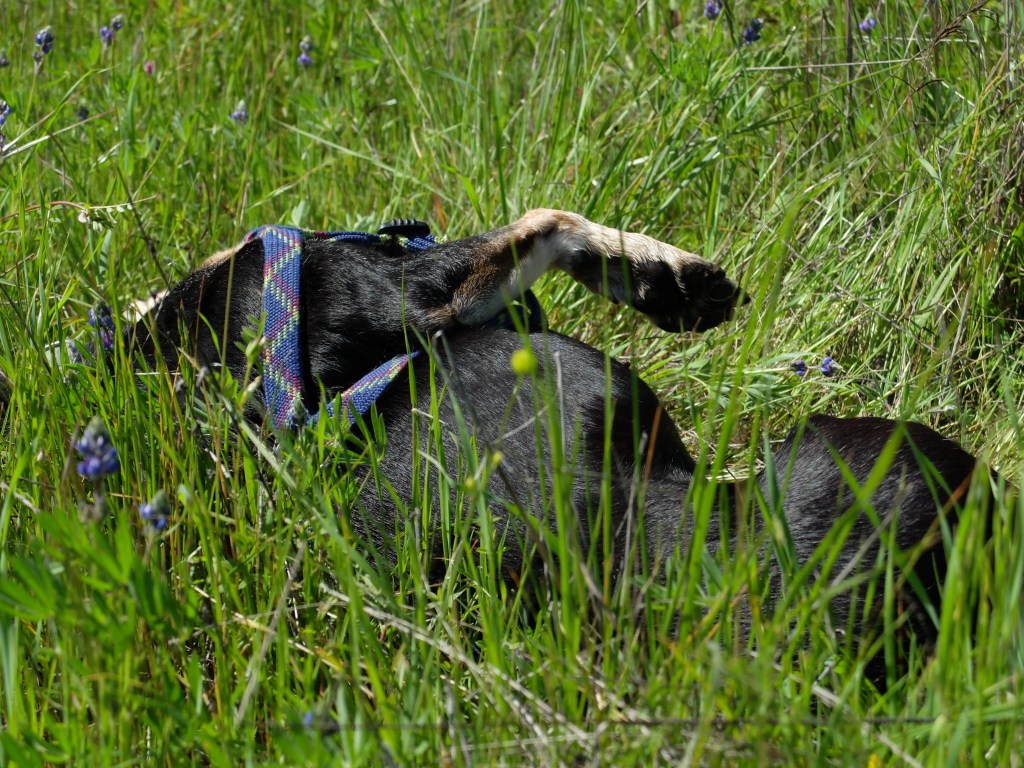Frolicking in the grass, under the warmth of beautiful sunny skies