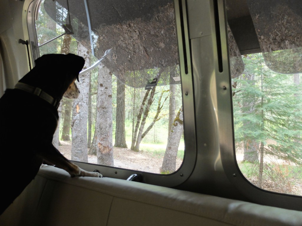 Lilly keeping an eye on things