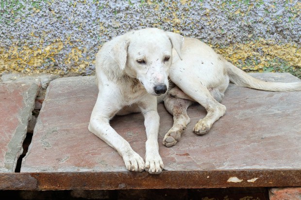One of many stray dogs wandering the streets