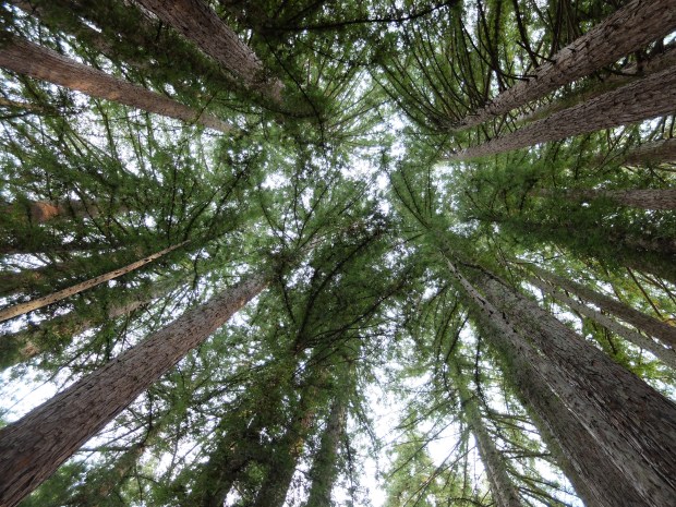 Big trees at the campsite