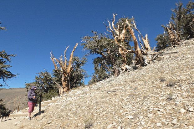 Ancient Bristlecone Pine Forest