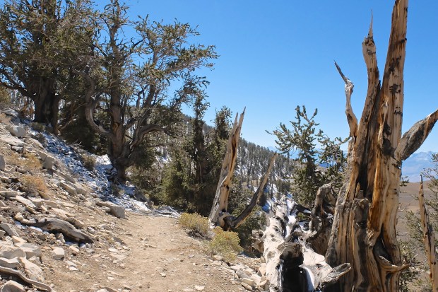 Ancient Bristlecone Pine Forest 