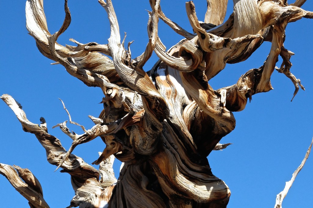 Ancient Bristlecone Pine Forest