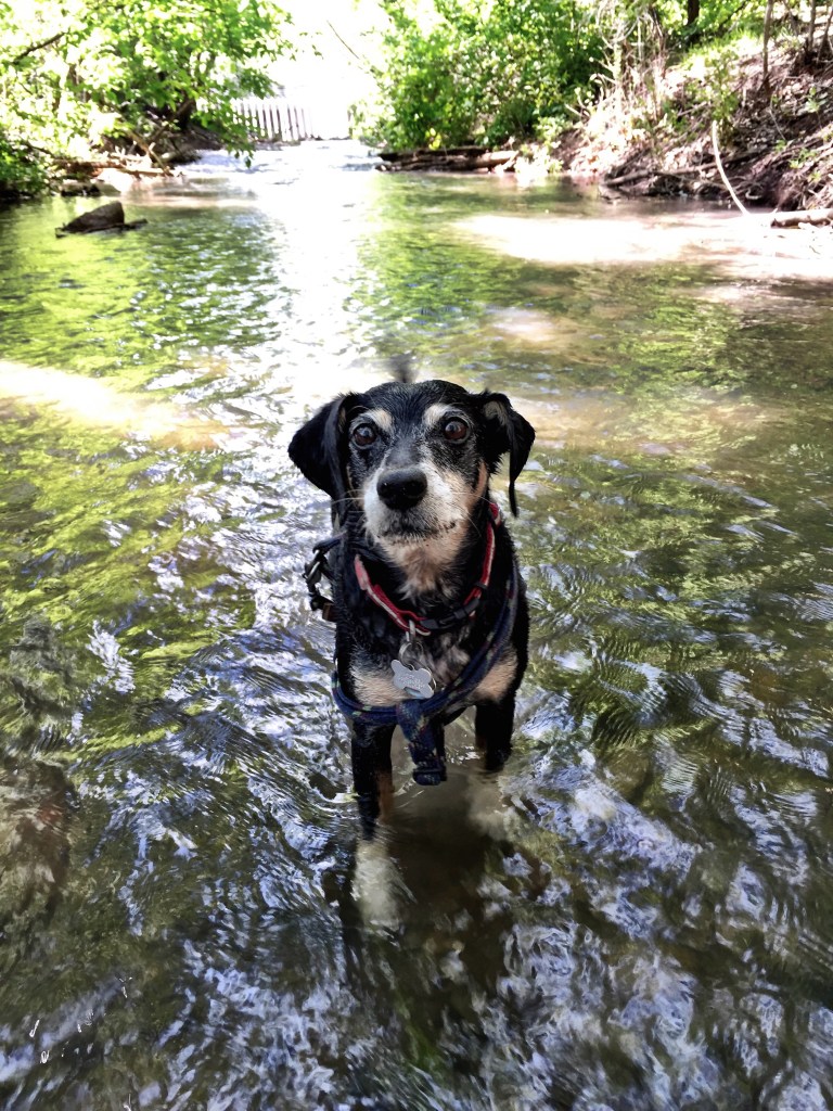 Lilly in playing in a river on a very hot day