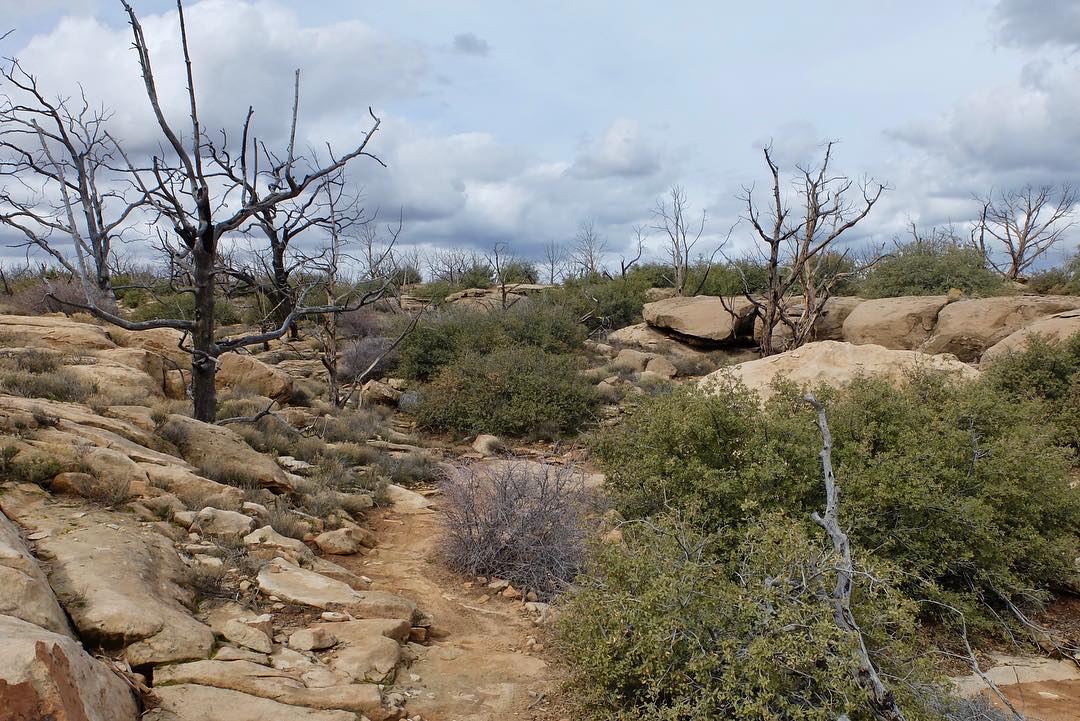 53454902_10158354050612729_1068419105389805568_o